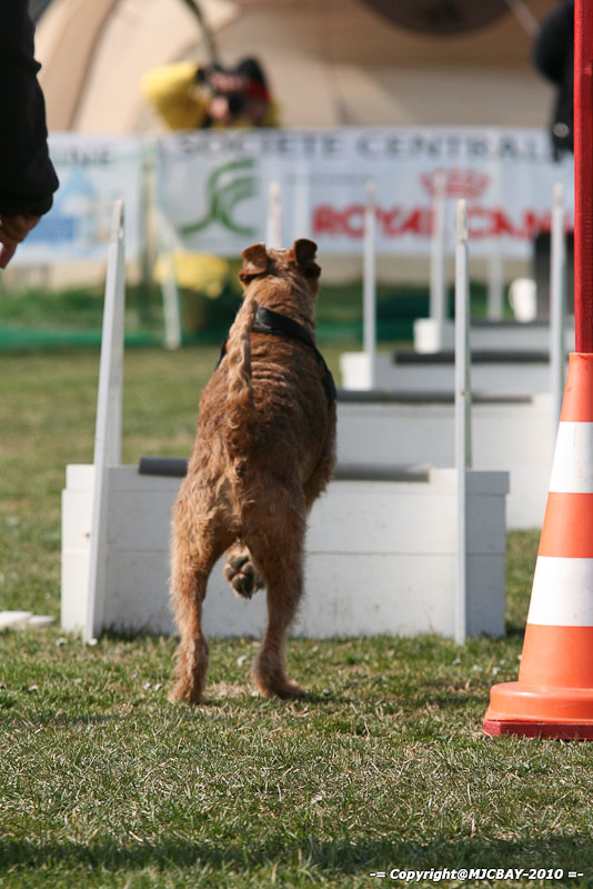 Flyball-NARCASTET-13-03-2010-00059