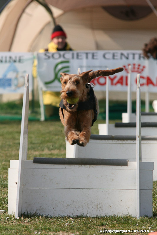 Flyball-NARCASTET-13-03-2010-00060
