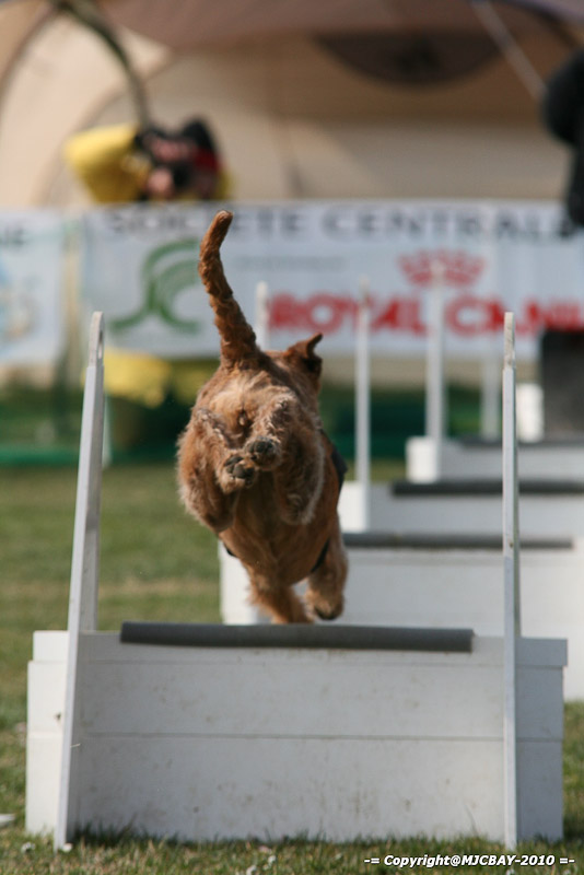 Flyball-NARCASTET-13-03-2010-00061
