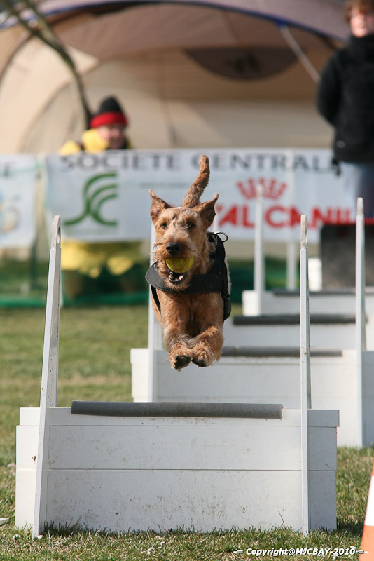 Flyball-NARCASTET-13-03-2010-00062