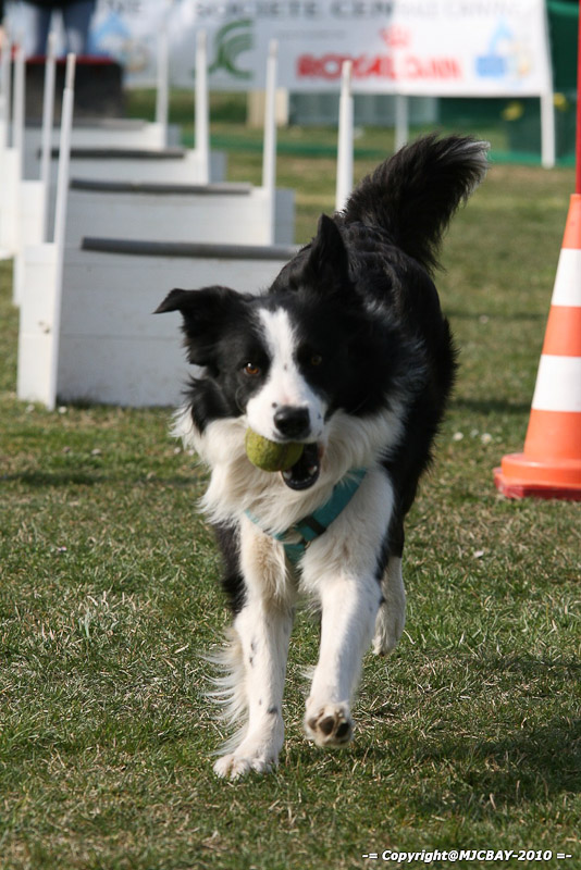 Flyball-NARCASTET-13-03-2010-00064