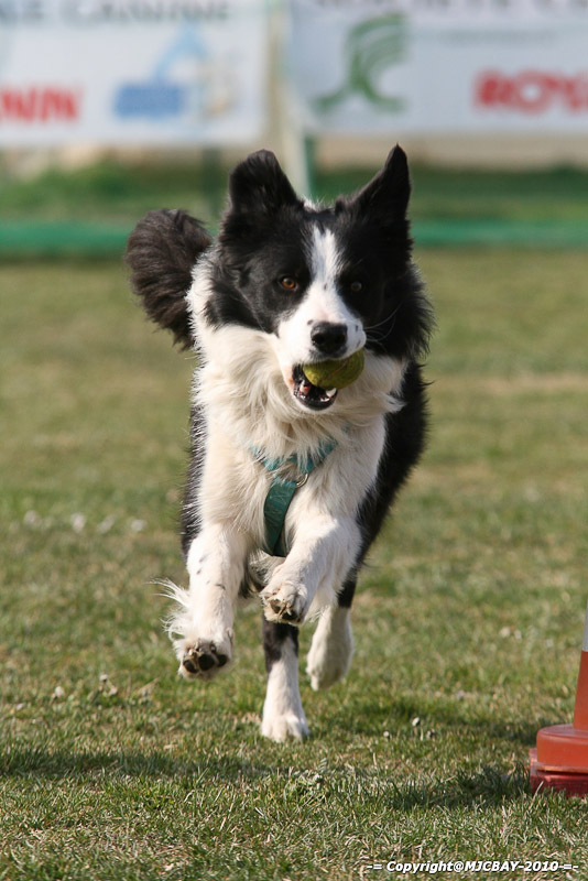 Flyball-NARCASTET-13-03-2010-00065