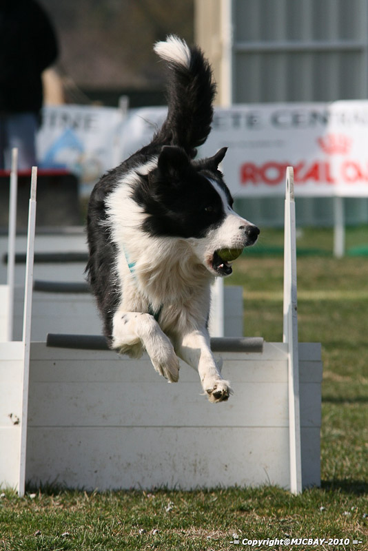 Flyball-NARCASTET-13-03-2010-00066