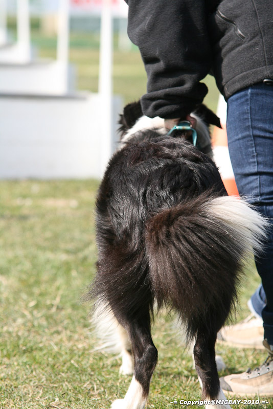 Flyball-NARCASTET-13-03-2010-00067