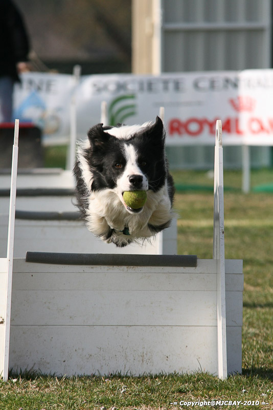 Flyball-NARCASTET-13-03-2010-00068