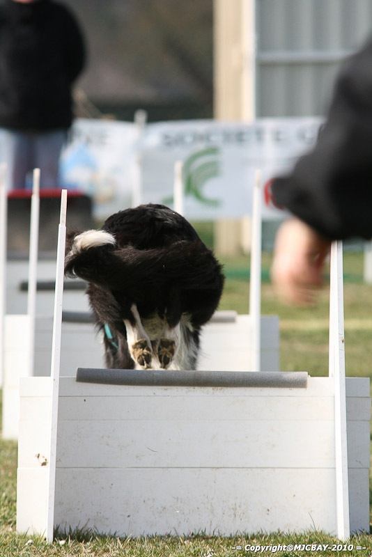 Flyball-NARCASTET-13-03-2010-00069