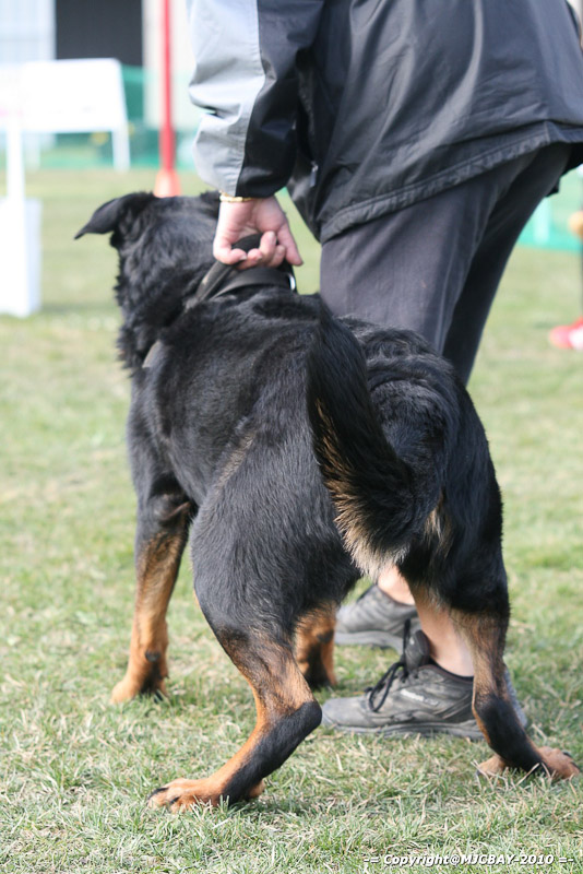 Flyball-NARCASTET-13-03-2010-00074