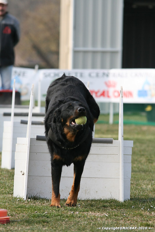 Flyball-NARCASTET-13-03-2010-00075