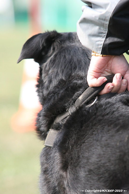 Flyball-NARCASTET-13-03-2010-00076