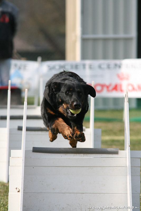 Flyball-NARCASTET-13-03-2010-00077
