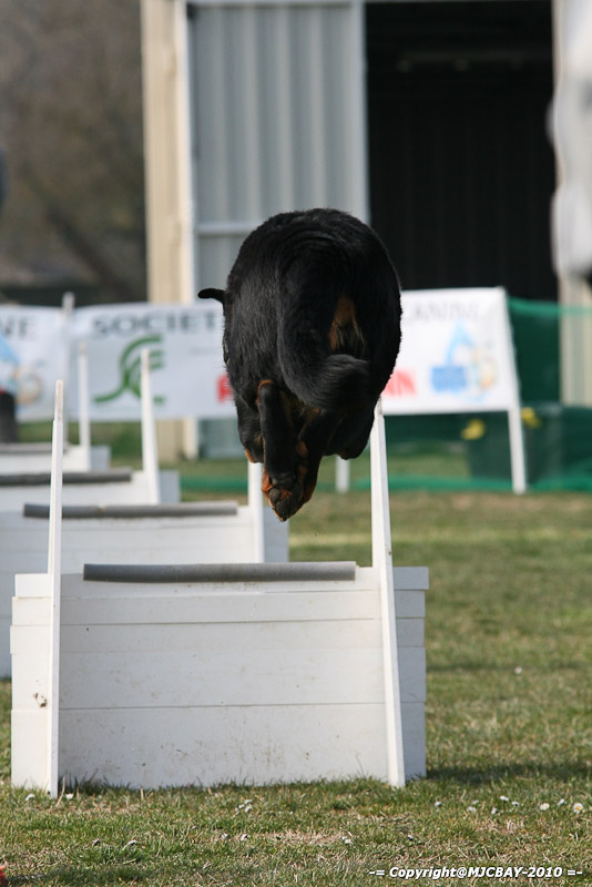 Flyball-NARCASTET-13-03-2010-00078