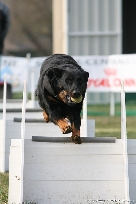 Flyball-NARCASTET-13-03-2010-00079