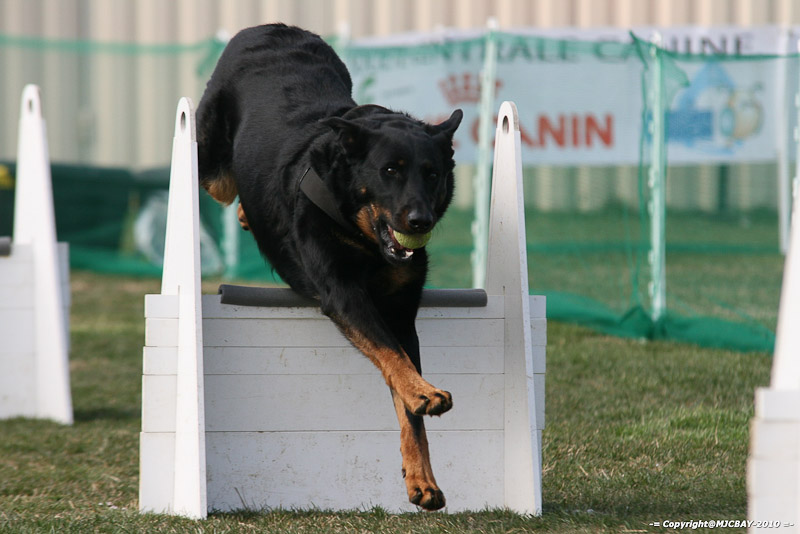 Flyball-NARCASTET-13-03-2010-00080