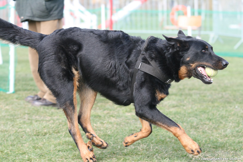 Flyball-NARCASTET-13-03-2010-00081