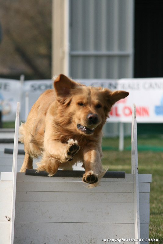 Flyball-NARCASTET-13-03-2010-00083