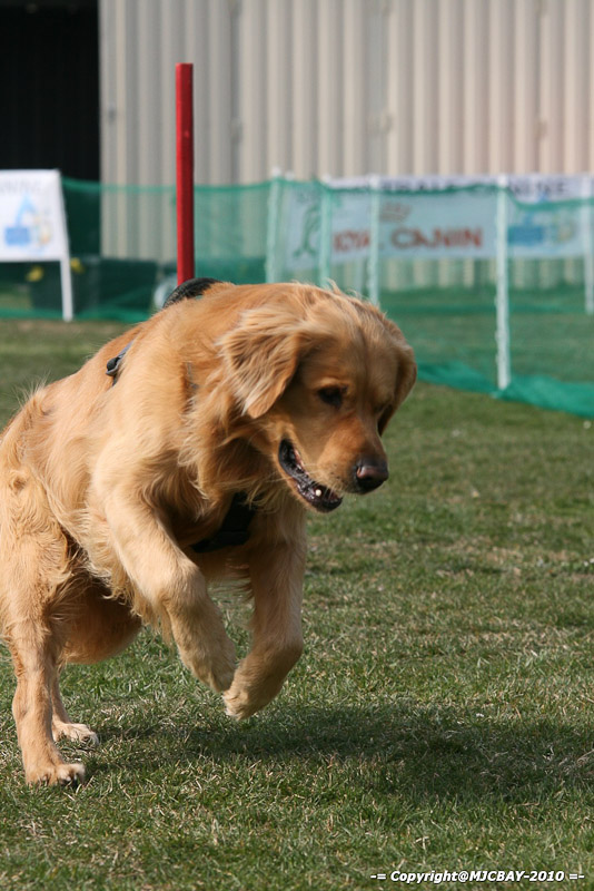 Flyball-NARCASTET-13-03-2010-00084