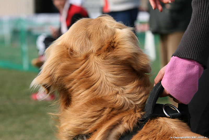 Flyball-NARCASTET-13-03-2010-00085
