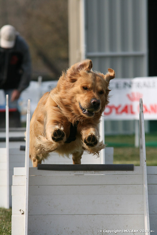 Flyball-NARCASTET-13-03-2010-00087