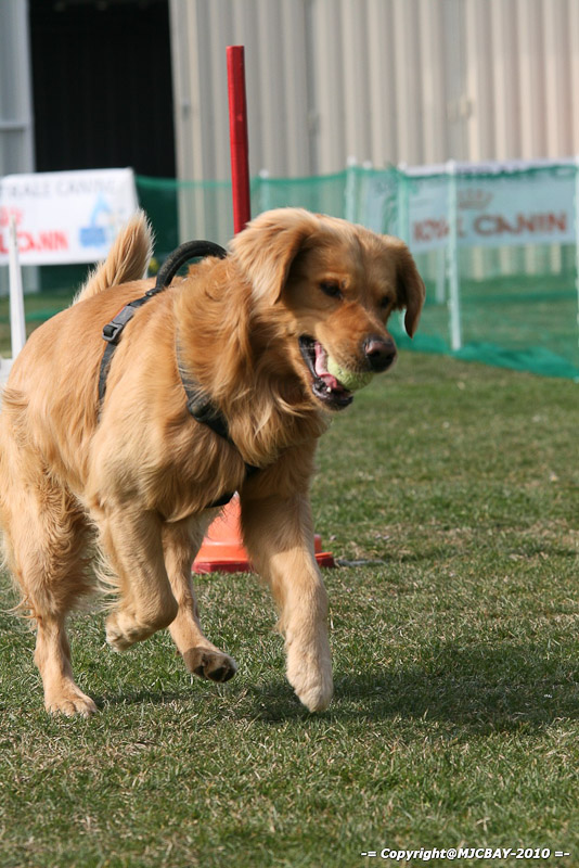 Flyball-NARCASTET-13-03-2010-00088