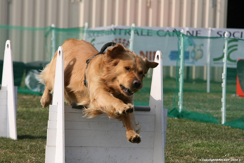 Flyball-NARCASTET-13-03-2010-00090