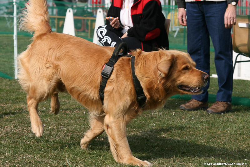 Flyball-NARCASTET-13-03-2010-00092