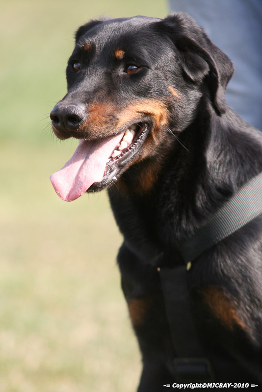 Flyball-NARCASTET-13-03-2010-00093