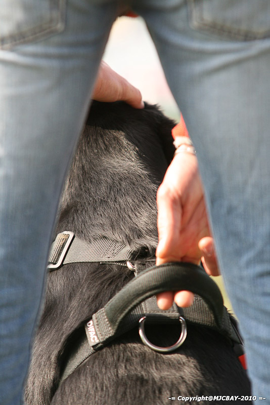 Flyball-NARCASTET-13-03-2010-00094