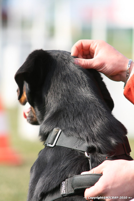 Flyball-NARCASTET-13-03-2010-00096