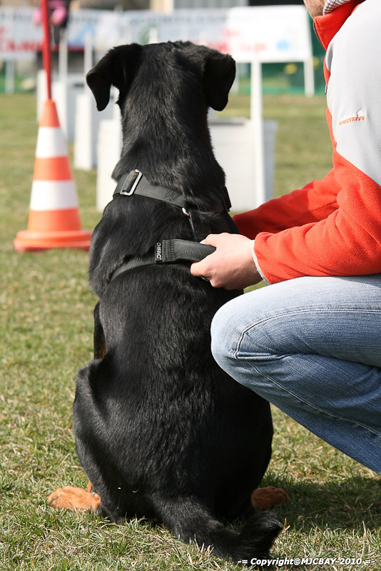Flyball-NARCASTET-13-03-2010-00097