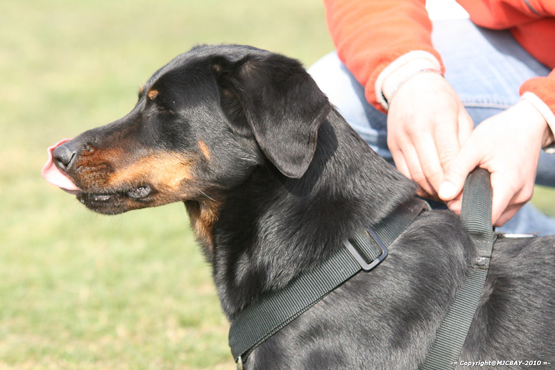 Flyball-NARCASTET-13-03-2010-00098