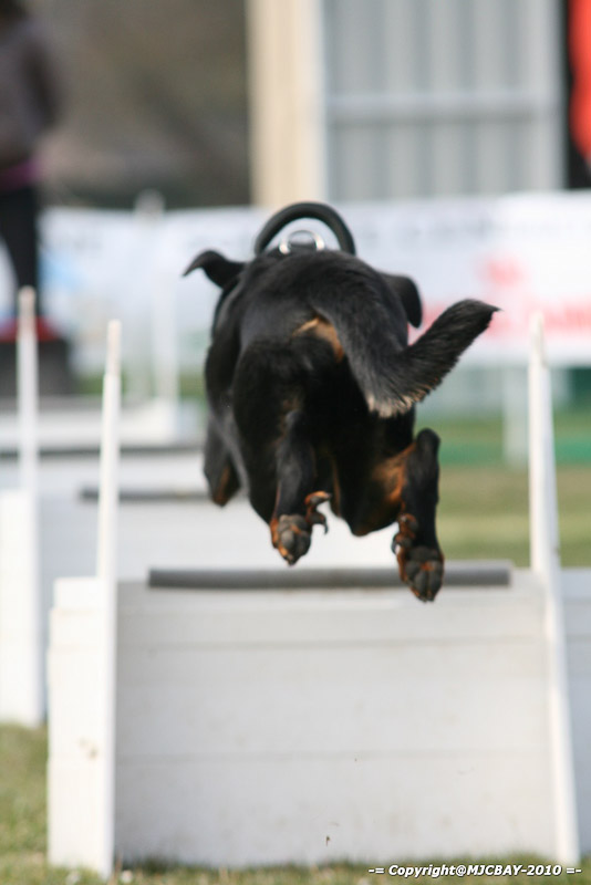 Flyball-NARCASTET-13-03-2010-00101