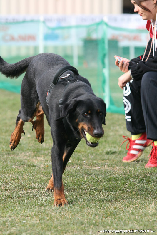 Flyball-NARCASTET-13-03-2010-00102