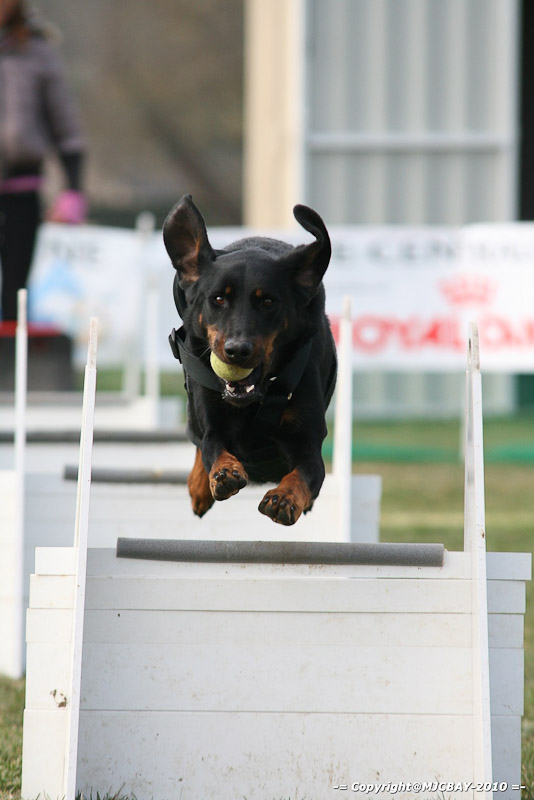 Flyball-NARCASTET-13-03-2010-00103