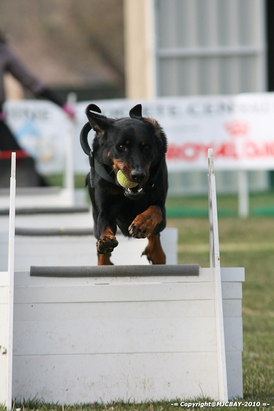 Flyball-NARCASTET-13-03-2010-00104