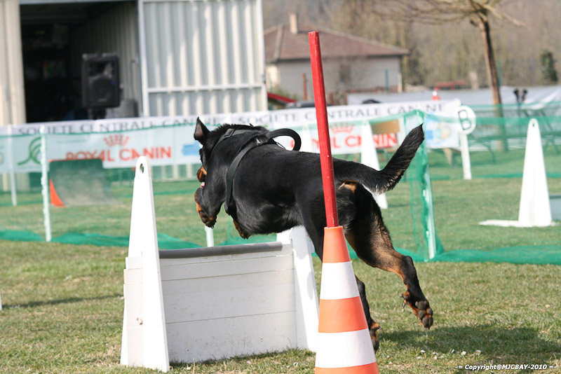 Flyball-NARCASTET-13-03-2010-00105