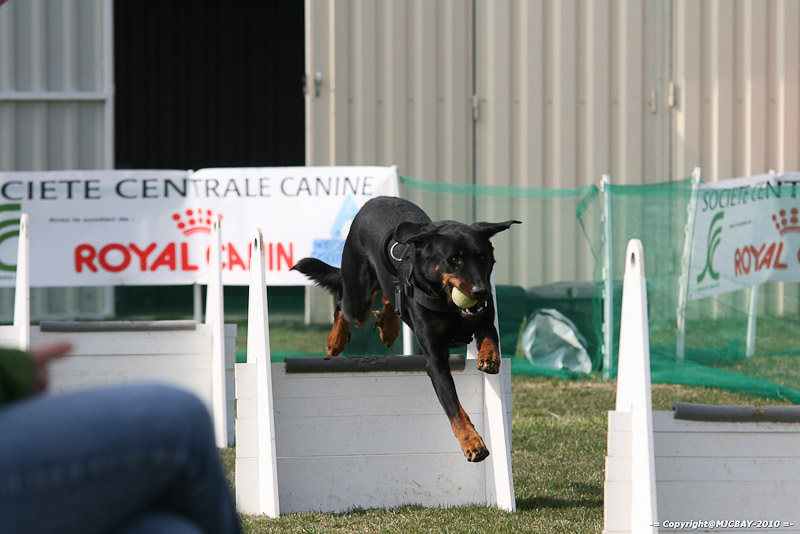Flyball-NARCASTET-13-03-2010-00106