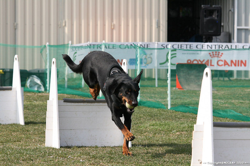 Flyball-NARCASTET-13-03-2010-00107