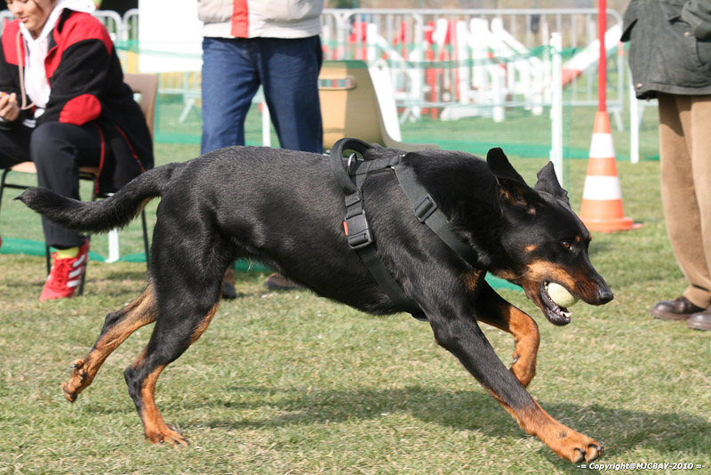 Flyball-NARCASTET-13-03-2010-00108