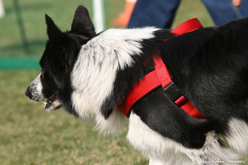 Flyball-NARCASTET-13-03-2010-00109