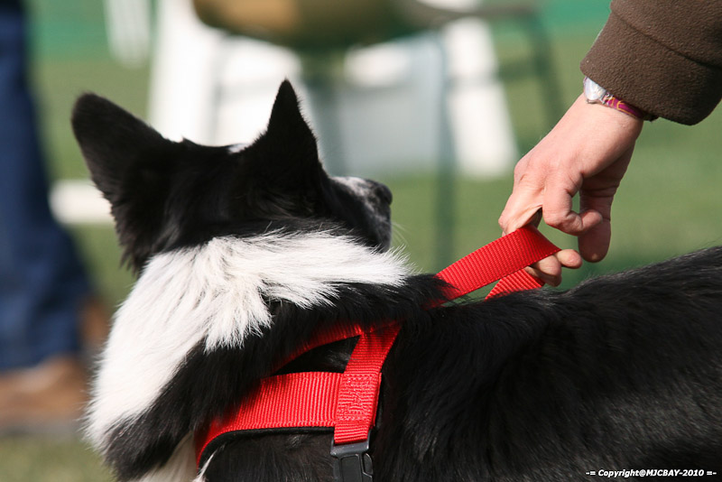 Flyball-NARCASTET-13-03-2010-00110