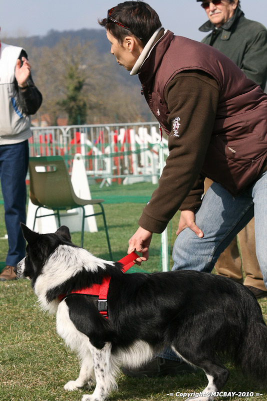 Flyball-NARCASTET-13-03-2010-00111