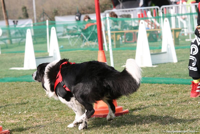 Flyball-NARCASTET-13-03-2010-00112
