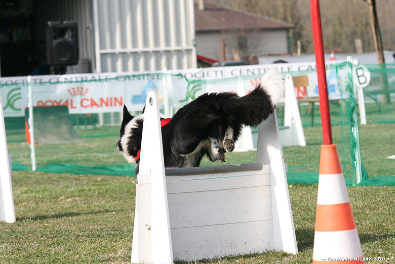 Flyball-NARCASTET-13-03-2010-00113