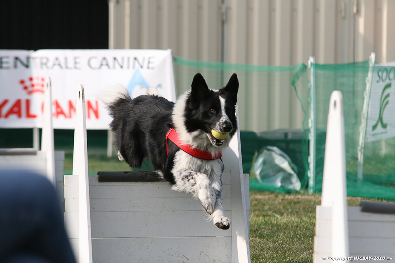 Flyball-NARCASTET-13-03-2010-00114
