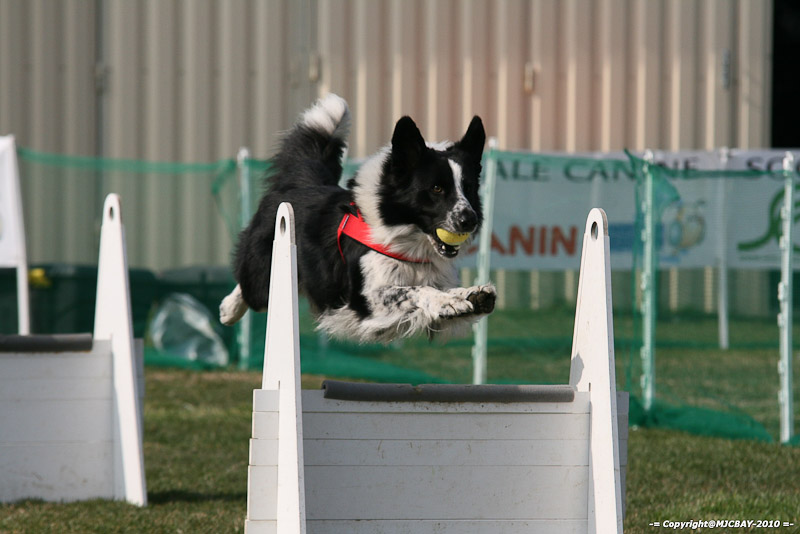 Flyball-NARCASTET-13-03-2010-00115