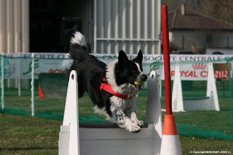 Flyball-NARCASTET-13-03-2010-00116