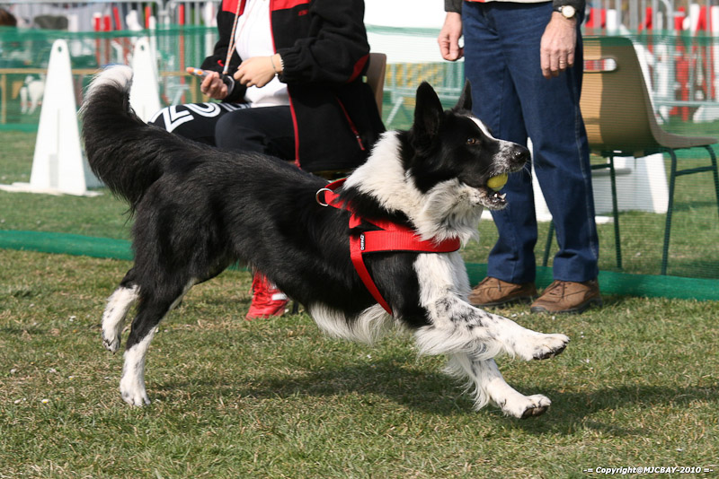 Flyball-NARCASTET-13-03-2010-00117