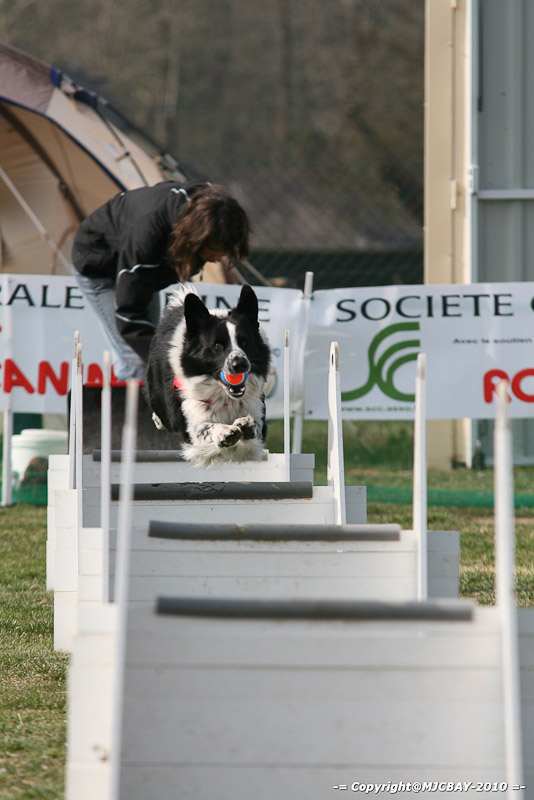 Flyball-NARCASTET-13-03-2010-00118
