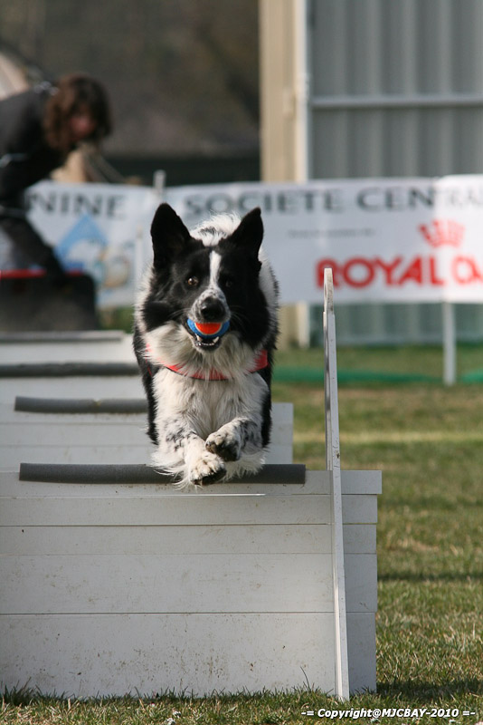 Flyball-NARCASTET-13-03-2010-00119