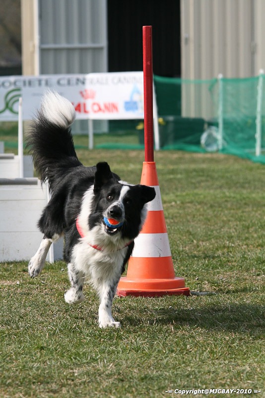 Flyball-NARCASTET-13-03-2010-00120